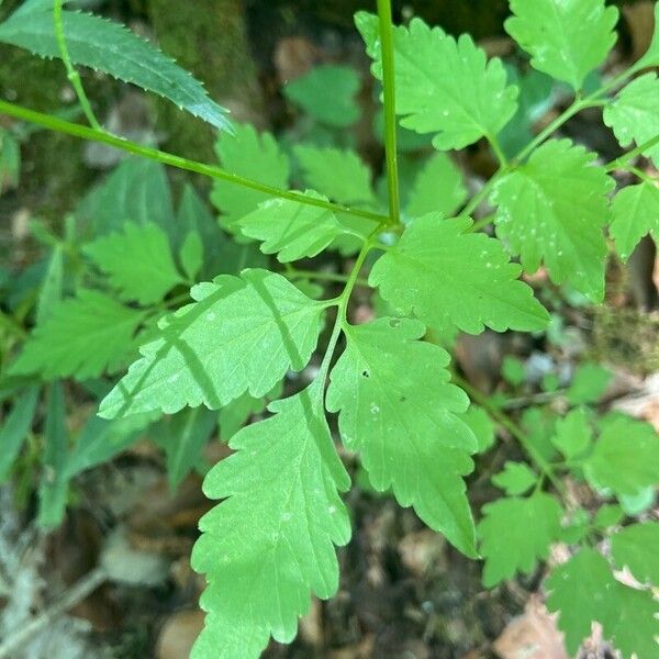 Cardamine chelidonia Fuelha