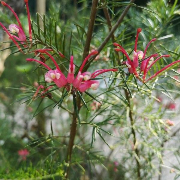 Grevillea rosmarinifolia Лист