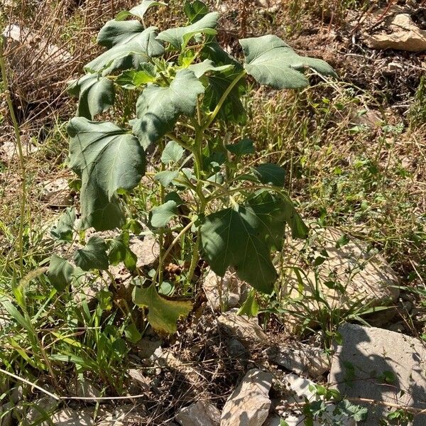 Xanthium strumarium Plante entière