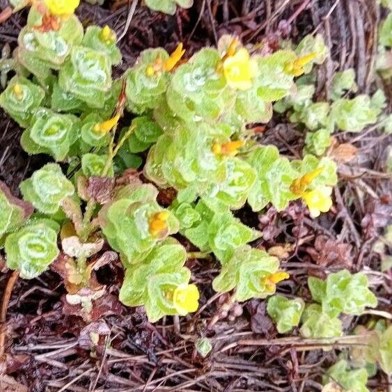 Hypericum elodes Blad