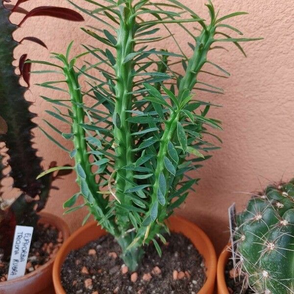 Euphorbia loricata 葉