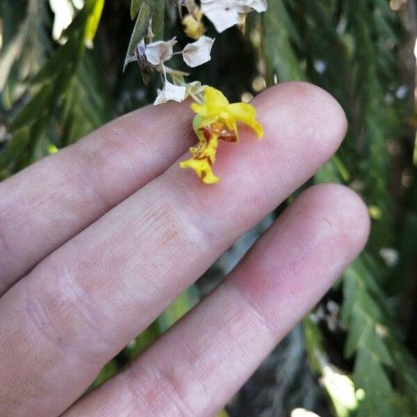 Lockhartia endresiana Flower