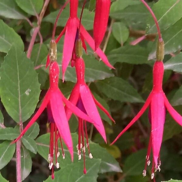 Fuchsia magellanica Λουλούδι