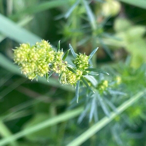 Galium verum 花