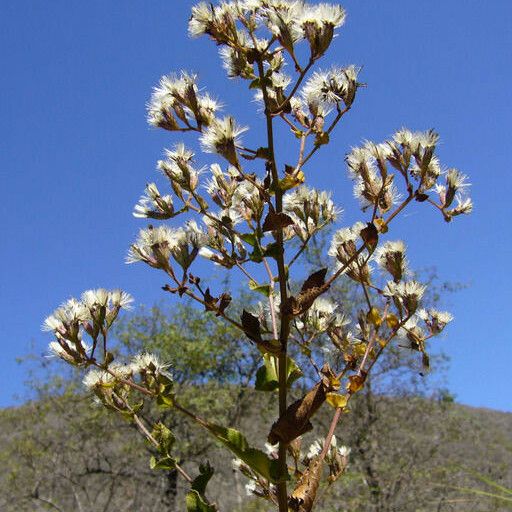 Acourtia microcephala Celota