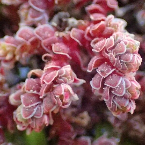 Azolla filiculoides Flor