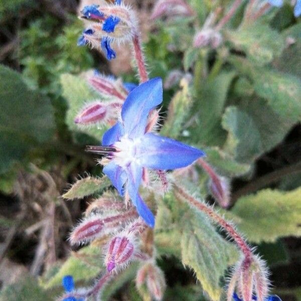 Borago officinalis Λουλούδι