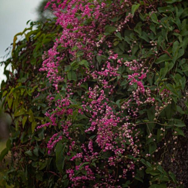 Antigonon leptopus आदत