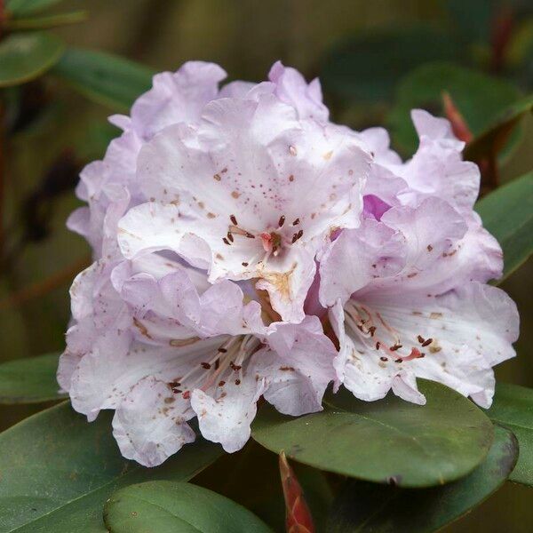 Rhododendron campanulatum Flower