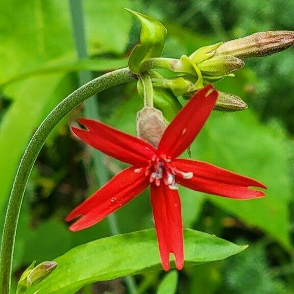 Silene virginica Flower