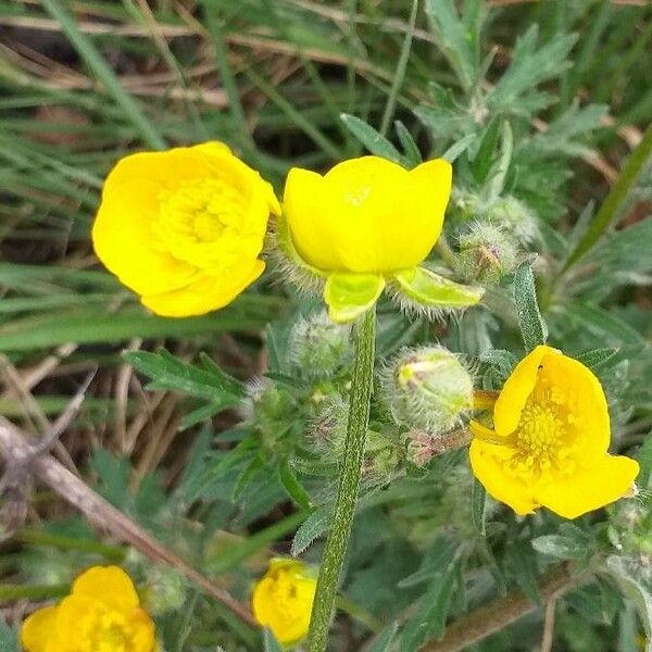 Ranunculus bulbosus 花