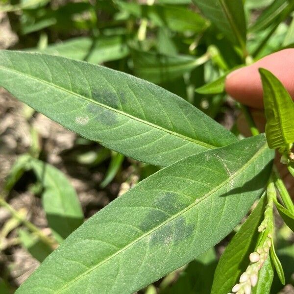 Polygonum lapathifolium Folio