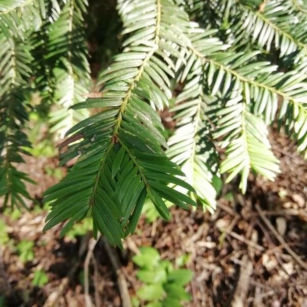 Taxus baccata Leaf