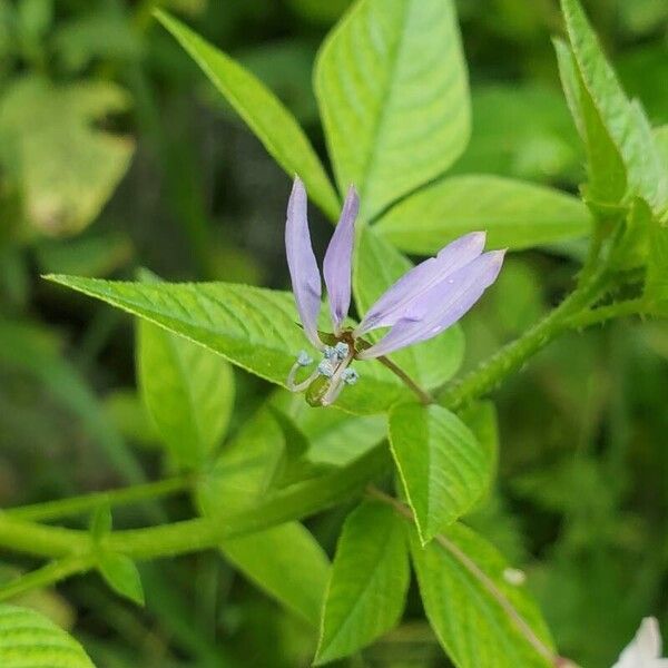 Cleome rutidosperma Çiçek