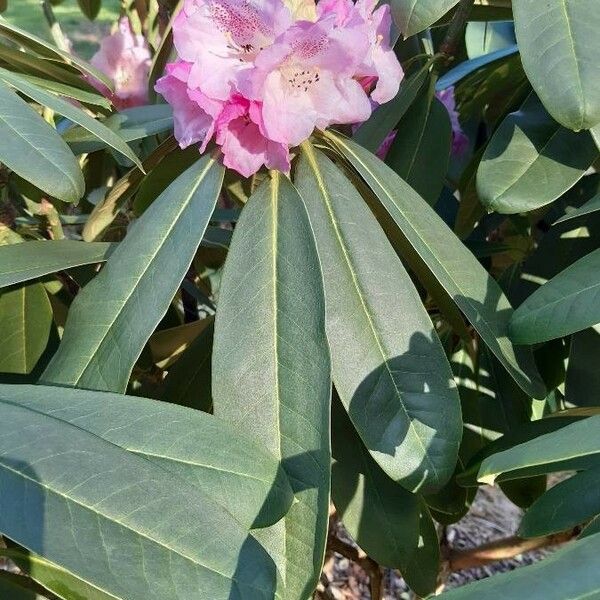 Rhododendron sutchuenense 花