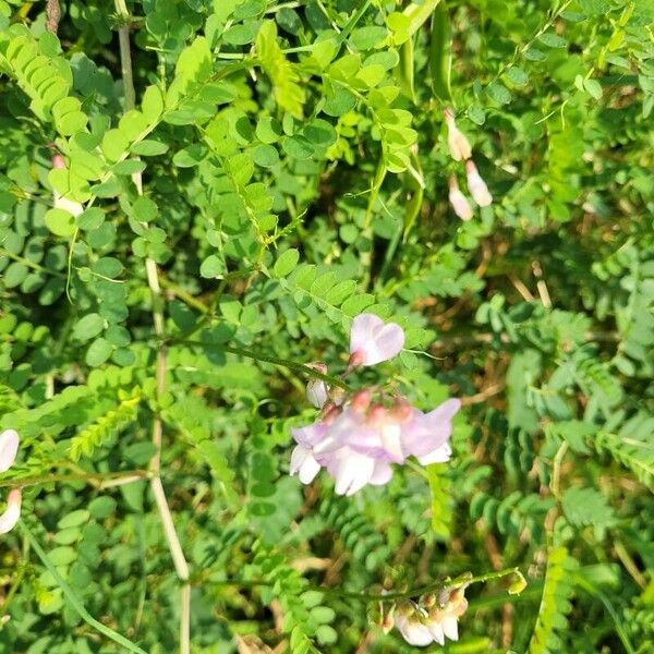 Vicia sylvatica Kvet