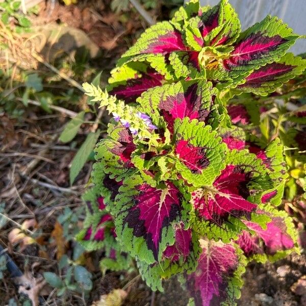 Coleus scutellarioides Floare