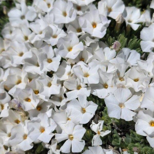 Phlox pulvinata Flor