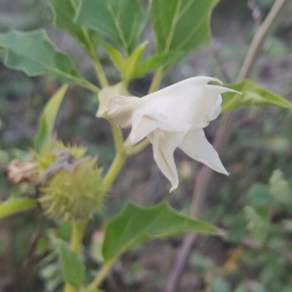 Datura ferox Fleur