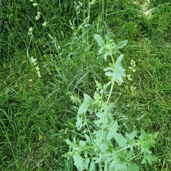 Sisymbrium officinale Leaf