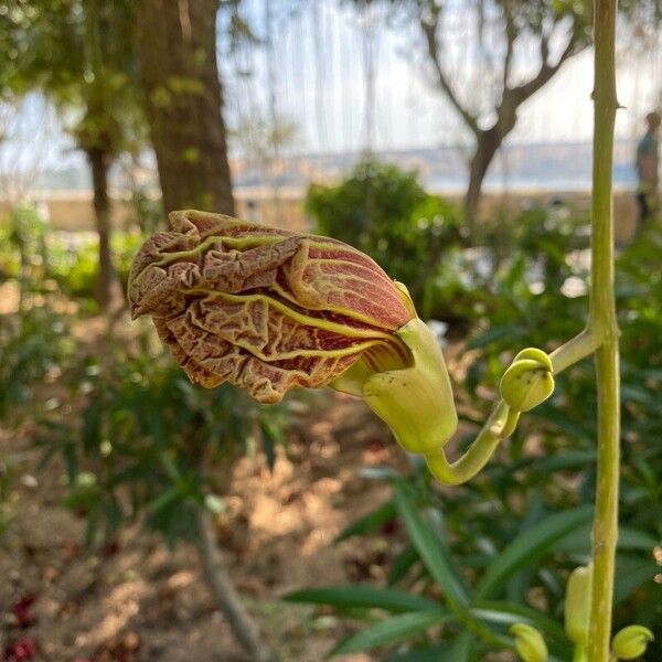 Ceropegia aristolochioides Flower