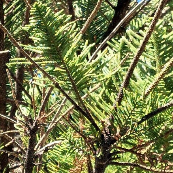 Araucaria columnaris Leaf