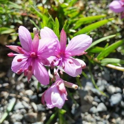 Epilobium dodonaei Květ