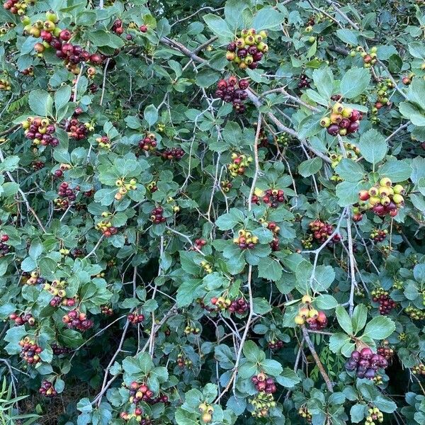 Crataegus douglasii Blatt