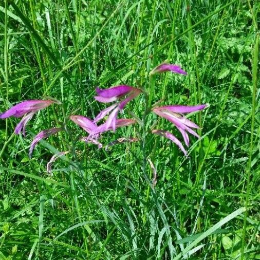 Gladiolus italicus Цвят