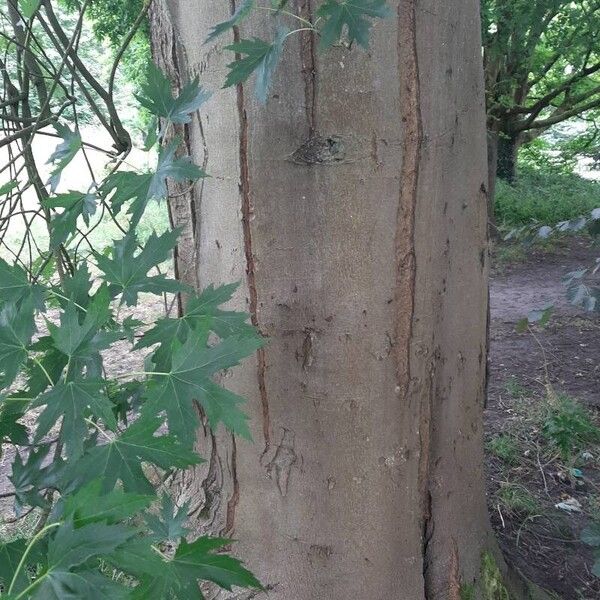 Acer saccharinum Bark