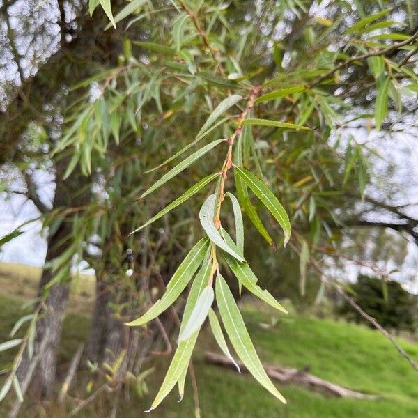 Salix × pendulina ഇല