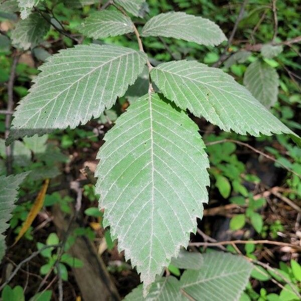 Ulmus americana 葉