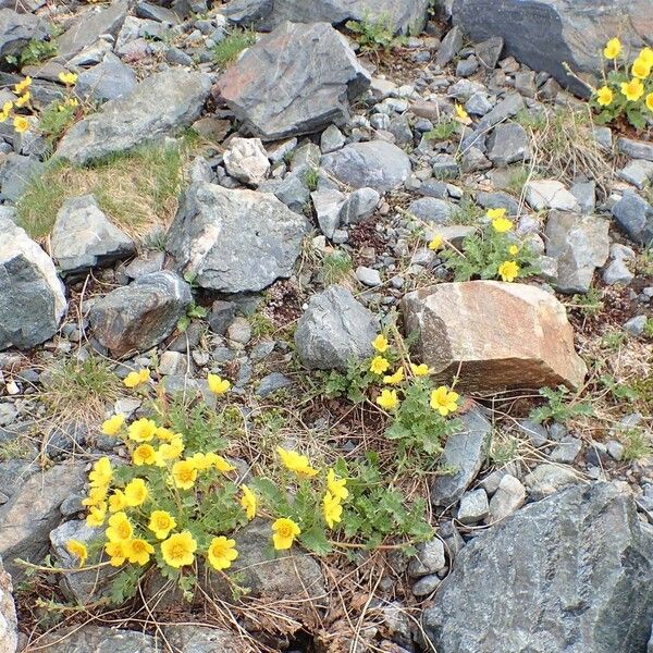 Geum reptans Hábito