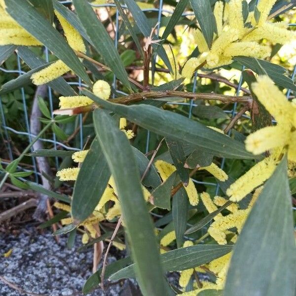 Acacia longifolia Blatt