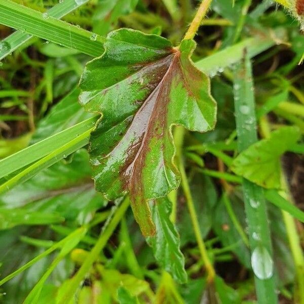 Monsonia longipes পাতা