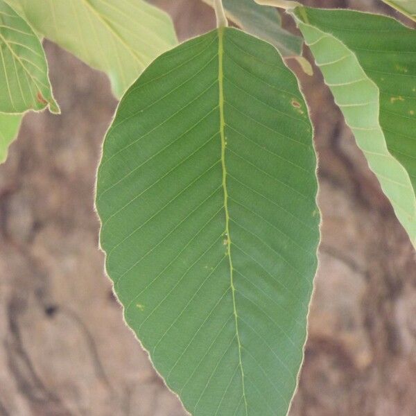 Dipterocarpus alatus List