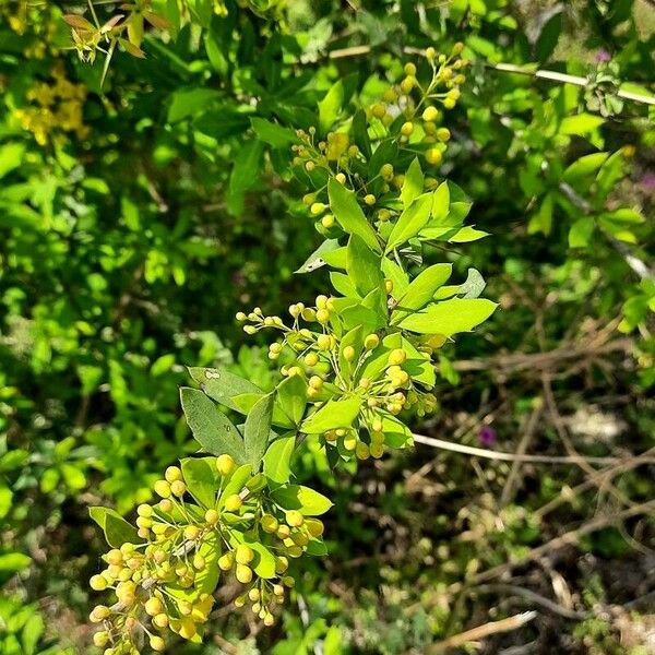 Berberis vulgaris 叶