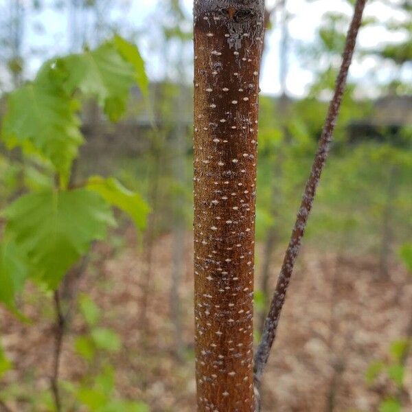 Betula pubescens кора