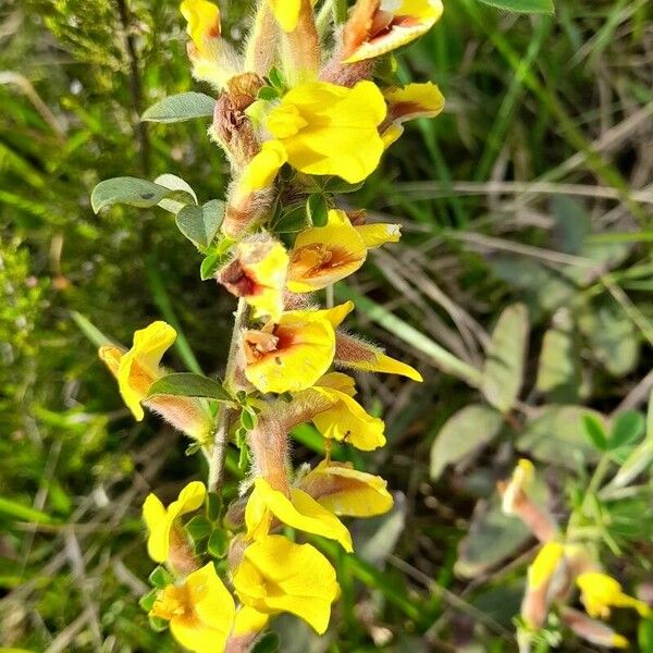 Cytisus hirsutus Flower