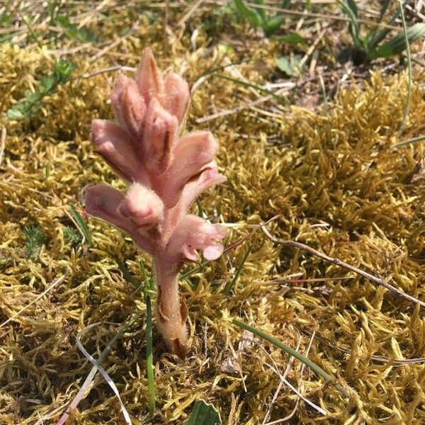 Orobanche caryophyllacea Flower