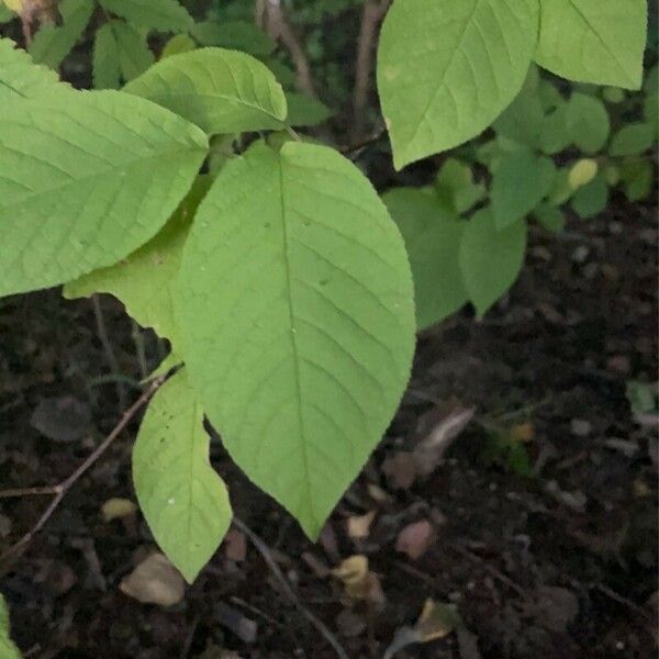 Prunus padus Blad