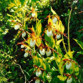 Cypripedium montanum Çiçek