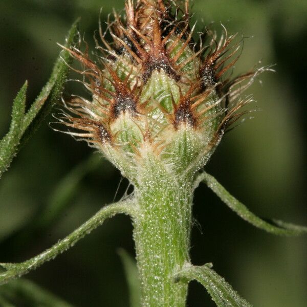 Centaurea corymbosa autre