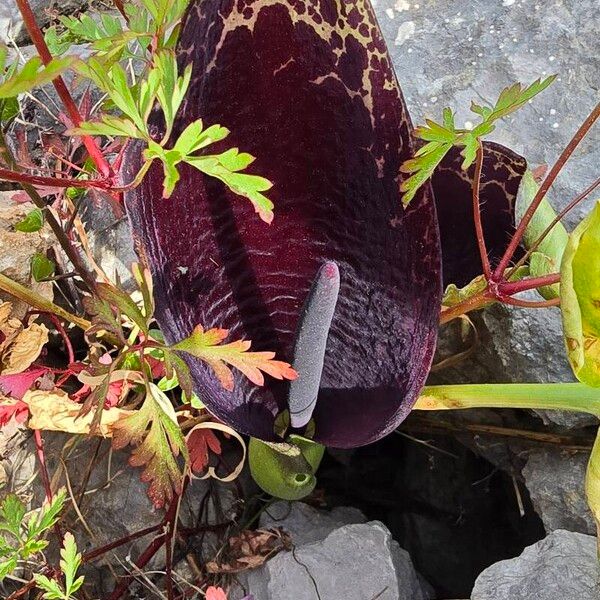 Arum dioscoridis Blüte