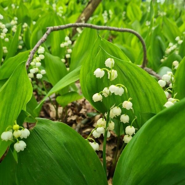 Convallaria majalis Flower