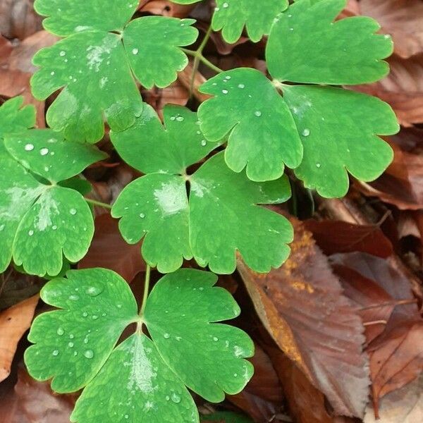 Aquilegia canadensis Лист