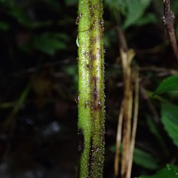 Deparia boryana Leaf