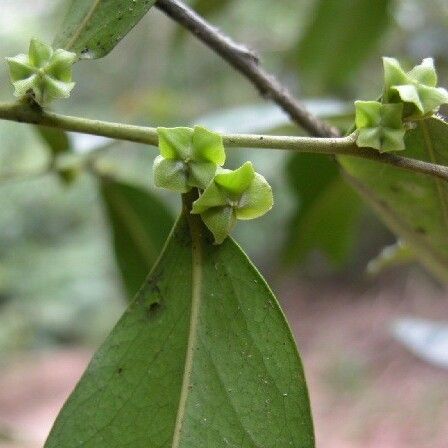 Diospyros samoensis Flower