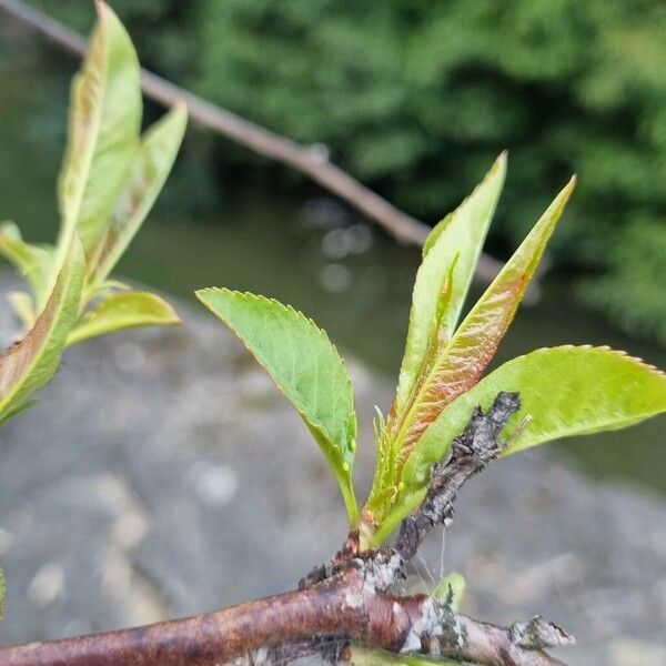 Prunus tenella Folla