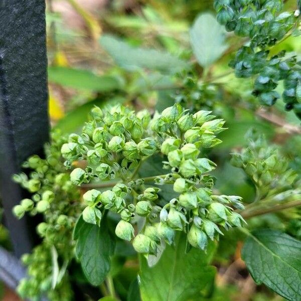 Caryopteris x clandonensis Frugt